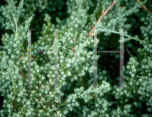 Picture of Juniperus procumbens 