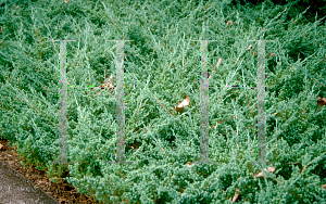 Picture of Juniperus procumbens 