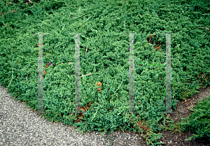 Picture of Juniperus procumbens 'Nana'