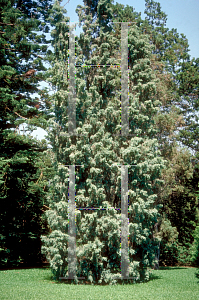 Picture of Juniperus scopulorum 'Moonlight'