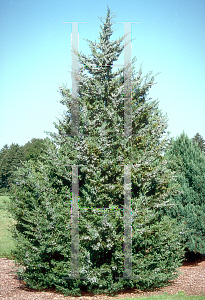 Picture of Juniperus scopulorum 'Pathfinder'