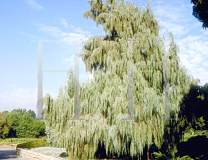 Picture of Juniperus scopulorum 'Rependens'