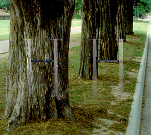 Picture of Juniperus virginiana 