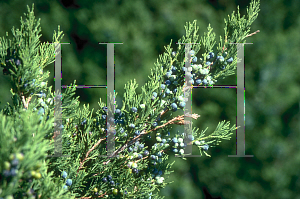 Picture of Juniperus virginiana 'Cupressifolia'