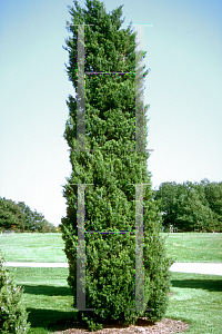 Picture of Juniperus virginiana 'Cupressifolia'