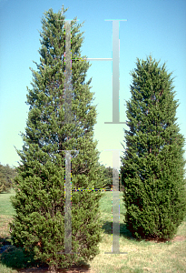 Picture of Juniperus virginiana 'Glen Dale'