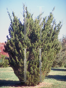 Picture of Juniperus virginiana 'Pyramidalis'