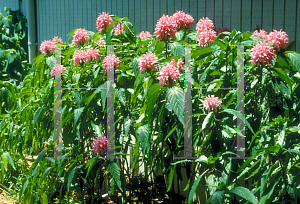 Picture of Justicia carnea 