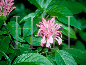 Picture of Justicia carnea 