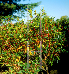 Picture of Kalmia latifolia 'Pink Surprise'