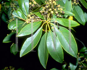 Picture of Kalmia latifolia 