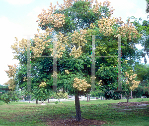 Picture of Koelreuteria elegans 