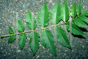 Picture of Koelreuteria paniculata 