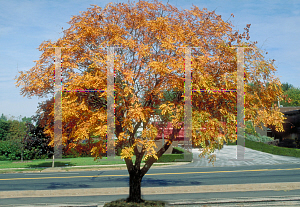 Picture of Koelreuteria paniculata 