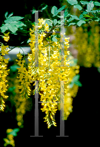 Picture of Laburnum alpinum 