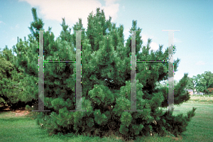 Picture of Pinus thunbergii 