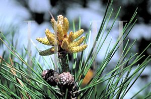 Picture of Pinus thunbergii 