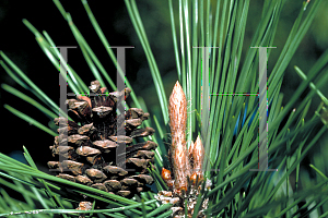 Picture of Pinus thunbergii 