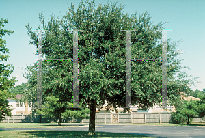 Picture of Quercus virginiana 