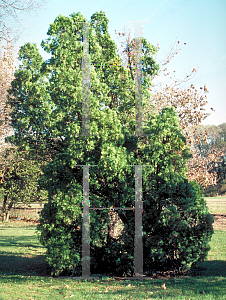 Picture of Thuja occidentalis 