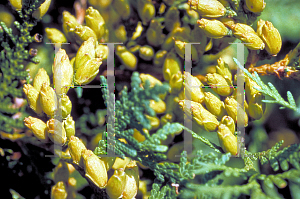 Picture of Thuja occidentalis 