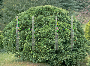 Picture of Thuja occidentalis 'Danica'