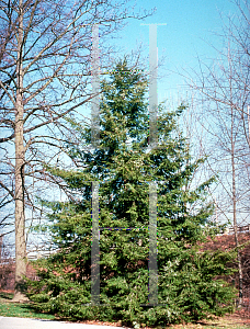 Picture of Tsuga canadensis 