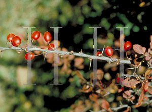 Picture of Berberis thunbergii 