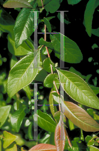 Picture of Chaenomeles speciosa 