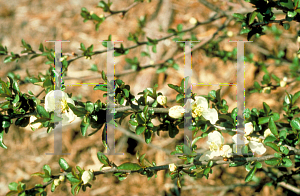 Picture of Chaenomeles speciosa 