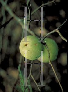 Picture of Chaenomeles speciosa 