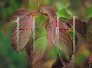 Picture of Cornus stolonifera 
