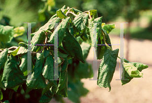 Picture of Corylus avellana 'Contorta'