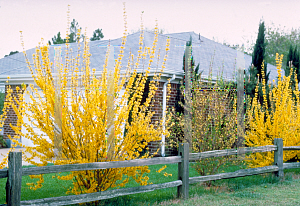 Picture of Forsythia x intermedia 