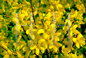 Picture of Forsythia x intermedia 