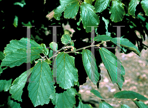 Picture of Hamamelis vernalis 