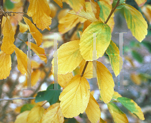 Picture of Hamamelis vernalis 