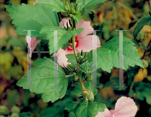 Picture of Hibiscus syriacus 