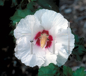 Picture of Hibiscus syriacus 