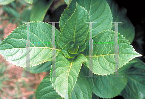 Picture of Hydrangea macrophylla 