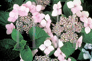 Picture of Hydrangea macrophylla 