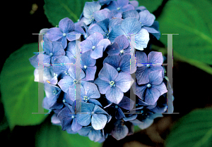 Picture of Hydrangea macrophylla 