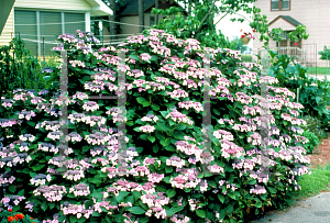 Picture of Hydrangea macrophylla 