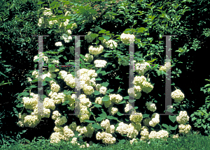 Picture of Hydrangea paniculata 