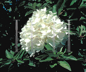 Picture of Hydrangea paniculata 