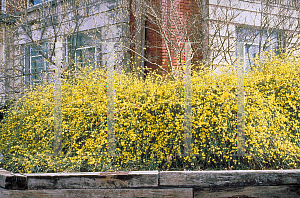 Picture of Jasminum nudiflorum 