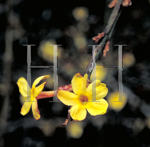 Picture of Jasminum nudiflorum 