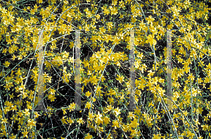 Picture of Jasminum nudiflorum '~Species'
