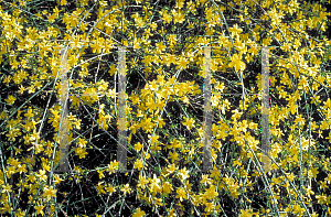 Picture of Jasminum nudiflorum 