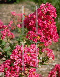 Picture of Lagerstroemia indica 